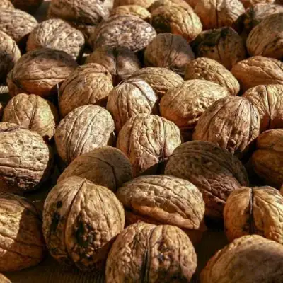 Грецкий орех ПИНСКИЙ в Могилёве