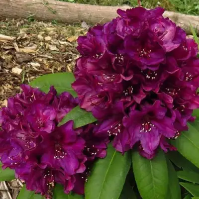 Рододендрон ПОЛАРНАХТ в Могилёве