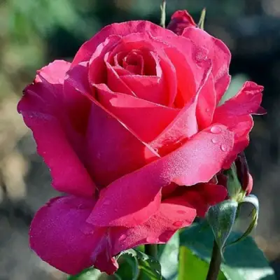 Роза ВИЕН РОУЗ чайно-гибридная в Могилёве