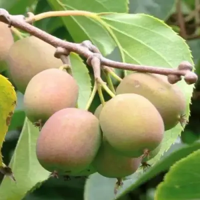 Актинидия ГИБРИДНАЯ КОЛБАСИНОЙ в Могилёве