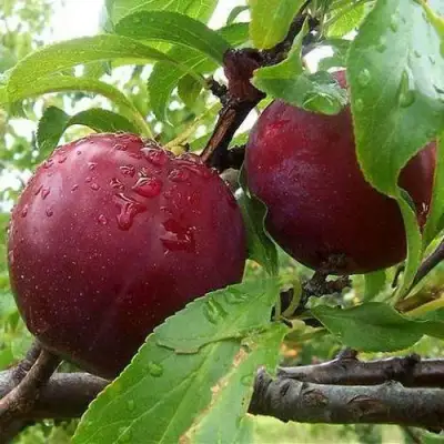 Слива КЛЕОПАТРА в Могилёве