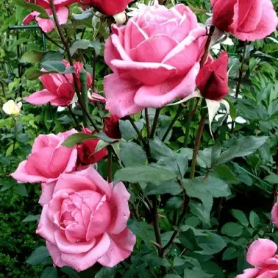 Роза ЭЙФЕЛЕВА БАШНЯ чайно-гибридная в Могилёве