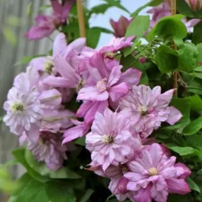 Клематис ИННОСЕНТ ГЛАНС в Могилёве