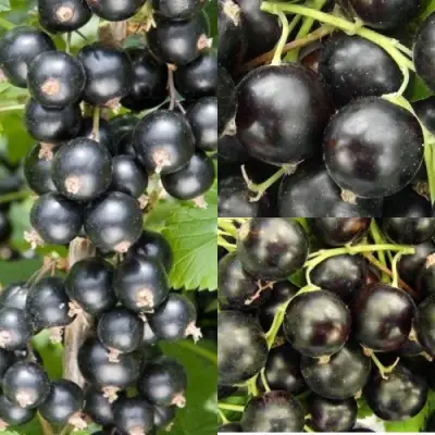 Комплект ЧЕРНАЯ СИЛА в Могилёве