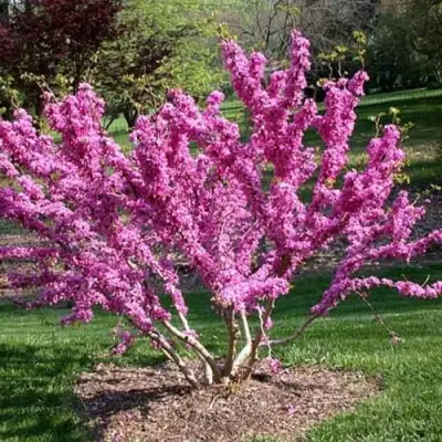 ЦЕРЦИС канадский  в Могилёве