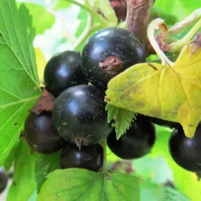 Смородина чёрная КАТЮША в Могилёве