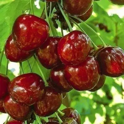 Черешня БУРЛАТ в Могилёве