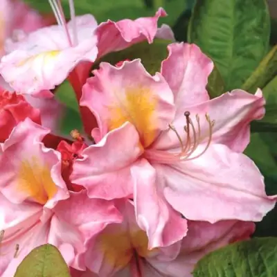 Азалия СЕССИЛЬ листопадная в Могилёве