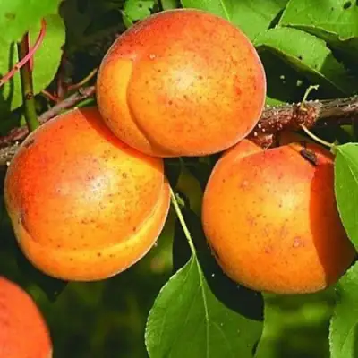 Абрикос СПАДЧЫНА в Могилёве