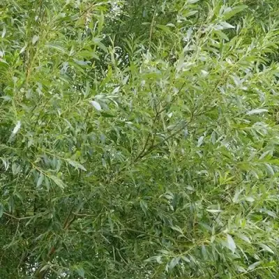 Ива ВИТЕЛЛИНА белая  в Могилёве