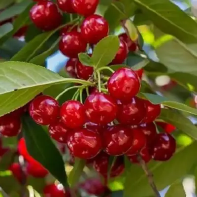 Вишня ГИРЛЯНДА в Могилёве