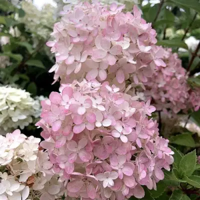 Гортензия БОМБШЕЛ метельчатая в Могилёве