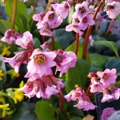 Бадан БЭБИ ДОЛЛ в Могилёве