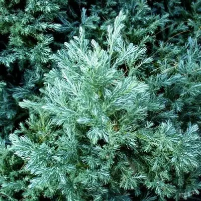 Кипарисовик БУЛЕВАРД горохоплодный в Могилёве