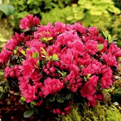 Азалия КАНЗОНЕТТА японская в Могилёве