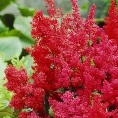 Астильба ЭТНА Арендса в Могилёве