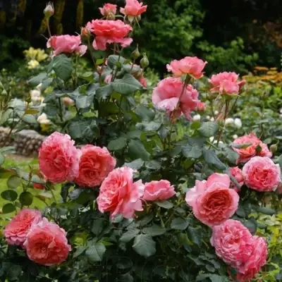 Роза ЛОРАН КАБРОЛЬ шраб в Могилёве