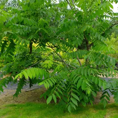 Орех МАНЬЧЖУРСКИЙ в Могилёве