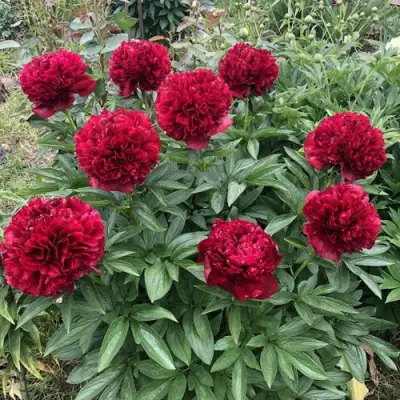 Пион ГАЛАКТИКА травянистый в Могилёве