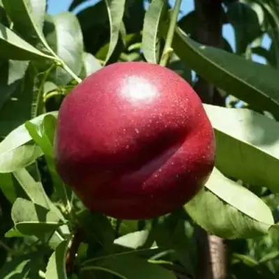 Нектарин БИГ-ТОП в Могилёве