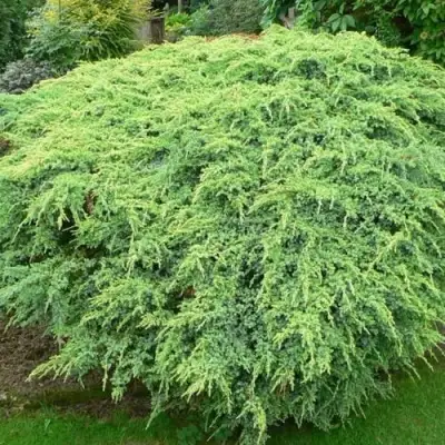 Можжевельник ХОЛГЕР чешуйчатый в Могилёве