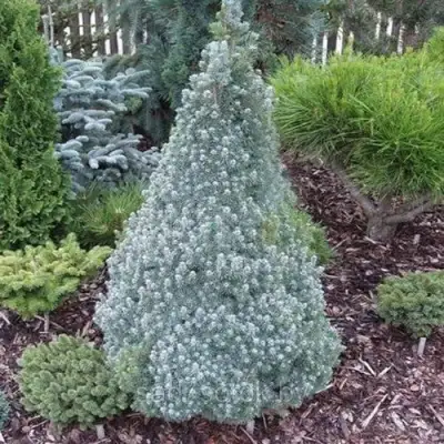 Ель САНДЕРС БЛЮ канадская в Могилёве