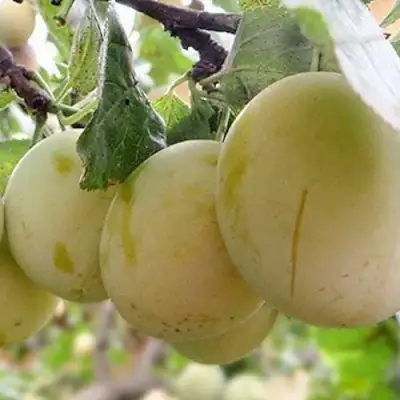 Слива УТРО в Могилёве