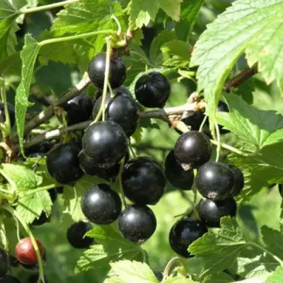 Смородина чёрная ПАМЯТЬ ВАВИЛОВА в Могилёве