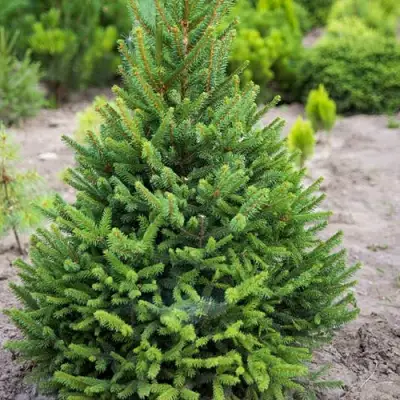 Ель КОМПАКТА обыкновенная в Могилёве