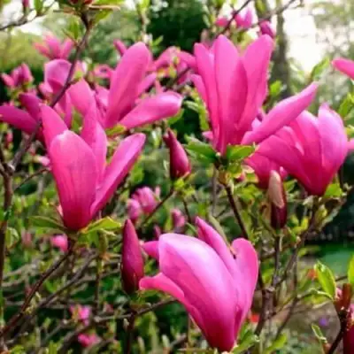 Магнолия СЬЮЗАН в Могилёве