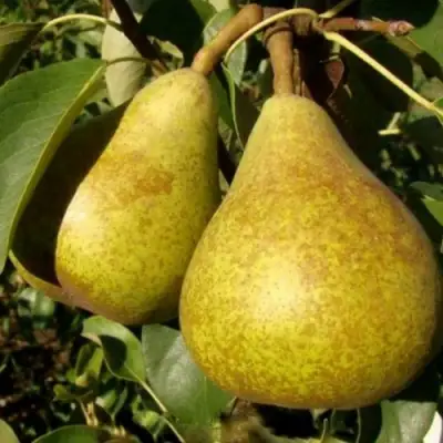 Груша ГЕНЕРАЛ ЛЕКЛЕРК в Могилёве