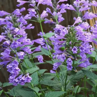 Котовник БЛЮ ДРИМС полусидячий в Могилёве