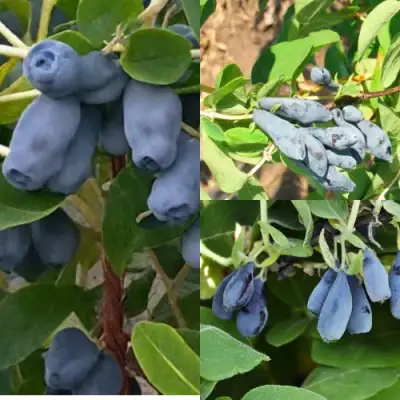 Комплект СЕВЕРНЫЕ ВИТАМИНЫ в Могилёве