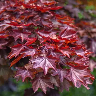 Клен КРИМСОН КИНГ остролистный в Могилёве