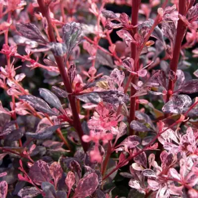 Барбарис АРЛЕКИН тунберга в Могилёве