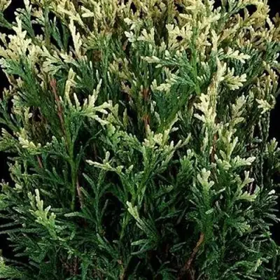 Туя ГОЛД ПЕРЛ западная в Могилёве