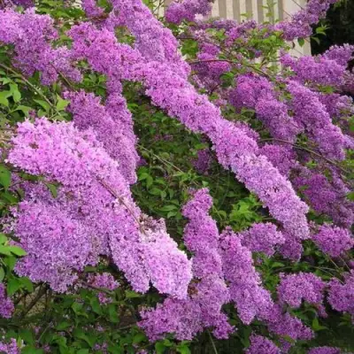 Сирень КИТАЙСКАЯ в Могилёве