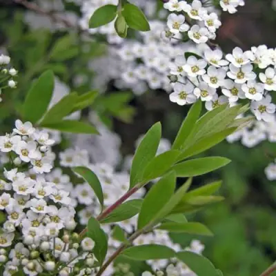 Спирея АРГУТА в Могилёве