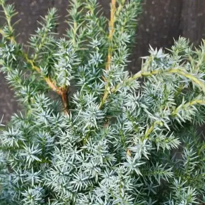 Можжевельник БЛЮ АЛЬПС китайский  в Могилёве