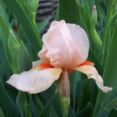 Ирис ПАТИ ДРЕСС бородатый в Могилёве