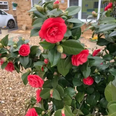 Камелия ЛЕДИ КЭМПБЕЛЛ в Могилёве