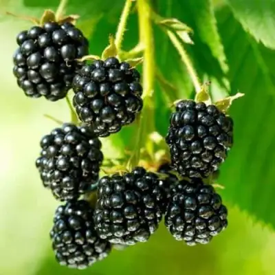 Ежевика КИТАНИНИ бесшипная  в Могилёве