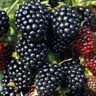 Ежевика ЭВЕРГРИН бесшипная  в Могилёве