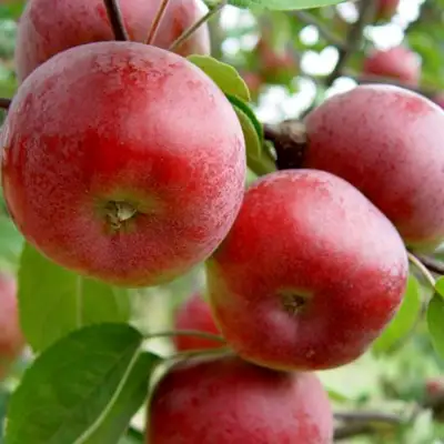 Яблоня ПОСПЕХ в Могилёве