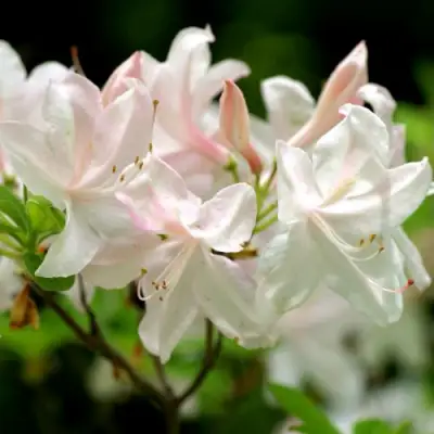 Азалия УАЙТ ЛАЙТС листопадная в Могилёве