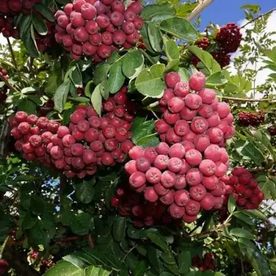 Рябина ТИТАН сладкоплодная  в Могилёве