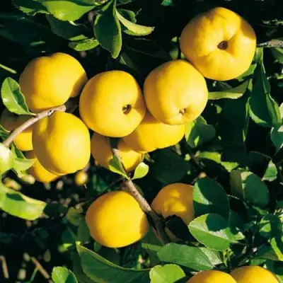 Айва ЦЕЗАРЬ в Могилёве