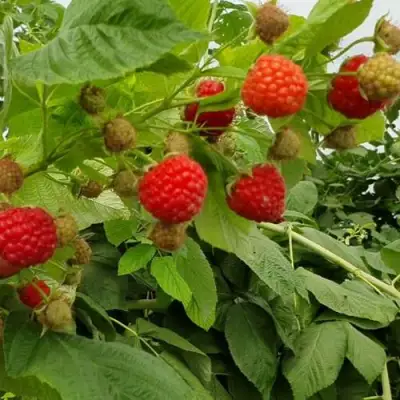 Малина КВЕЛЛИ в Могилёве