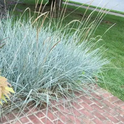 Элимус БЛЮ ДЮН песчаный в Могилёве