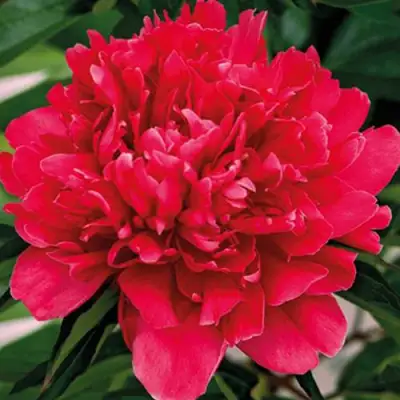 Пион ГЕНЕРАЛ МАК-МАГОН травянистый в Могилёве